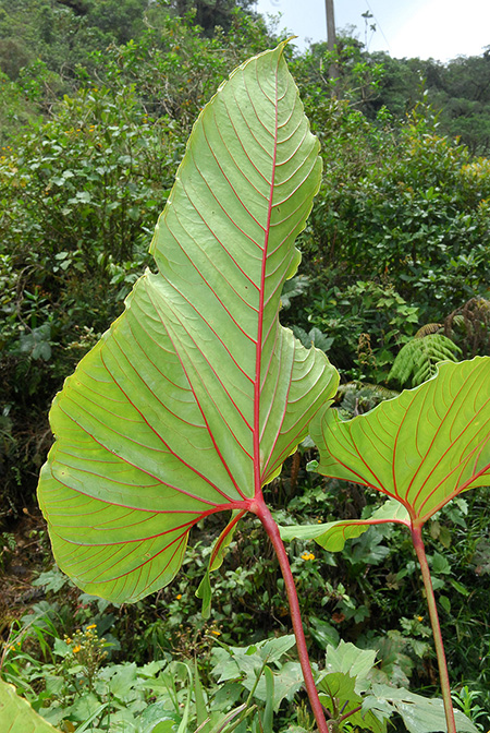 Anthurium florenciense