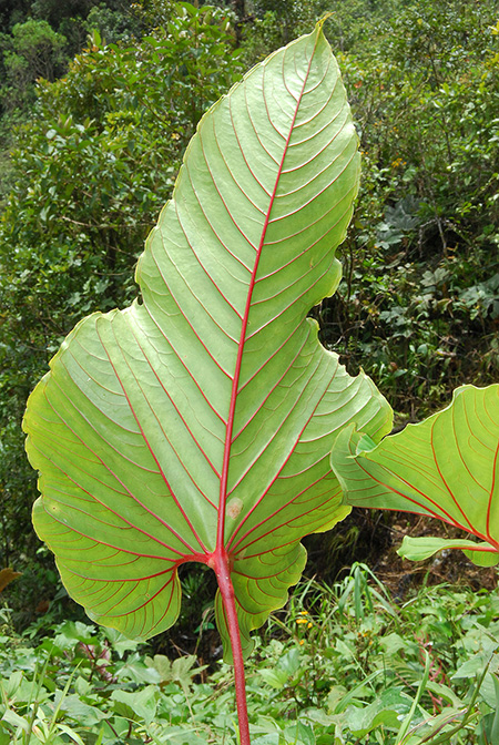 Anthurium florenciense