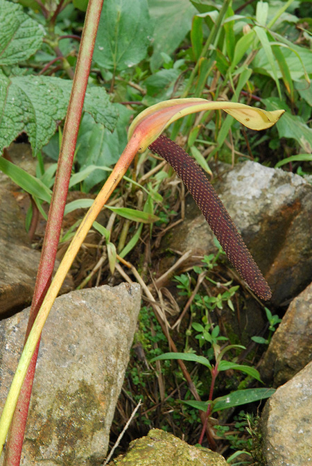 Anthurium florenciense