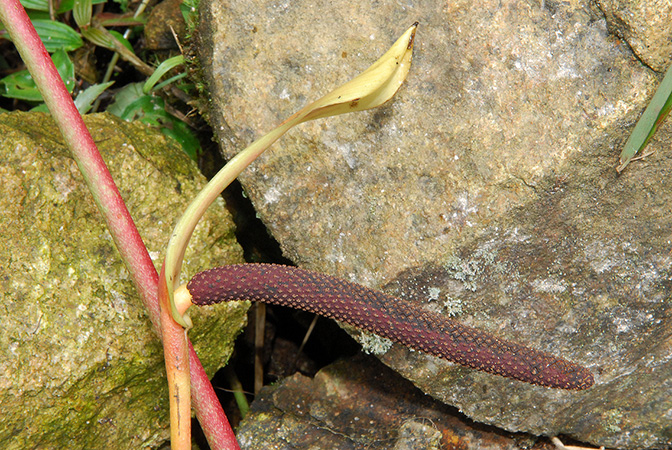 Anthurium florenciense