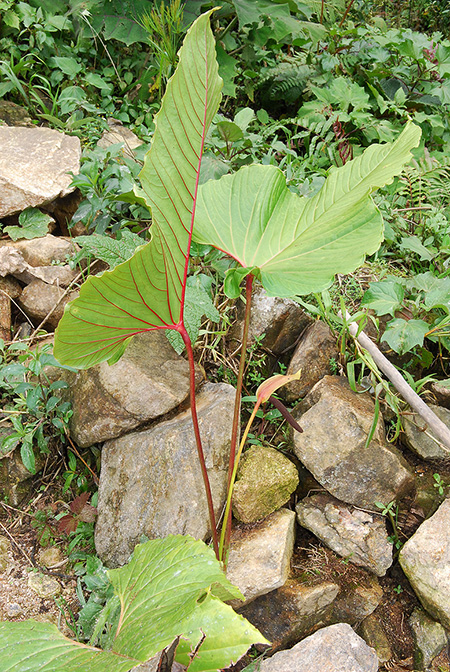 Anthurium florenciense