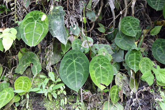 Anthurium forgetii