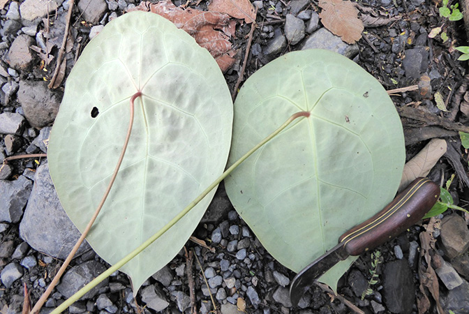 Anthurium forgetii