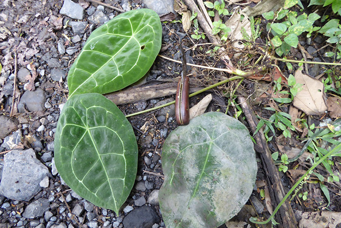 Anthurium forgetii