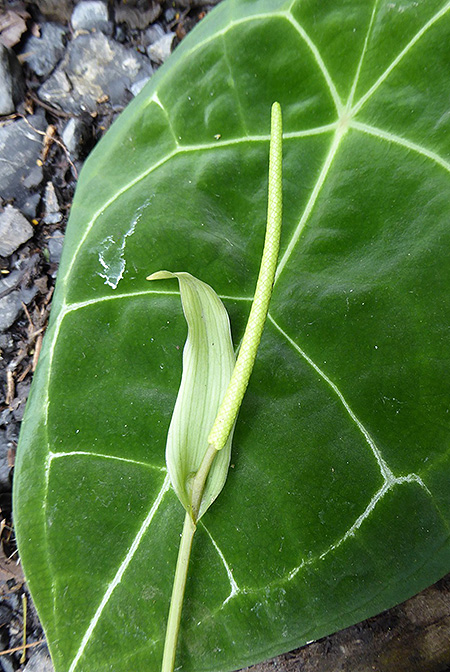 Anthurium forgetii