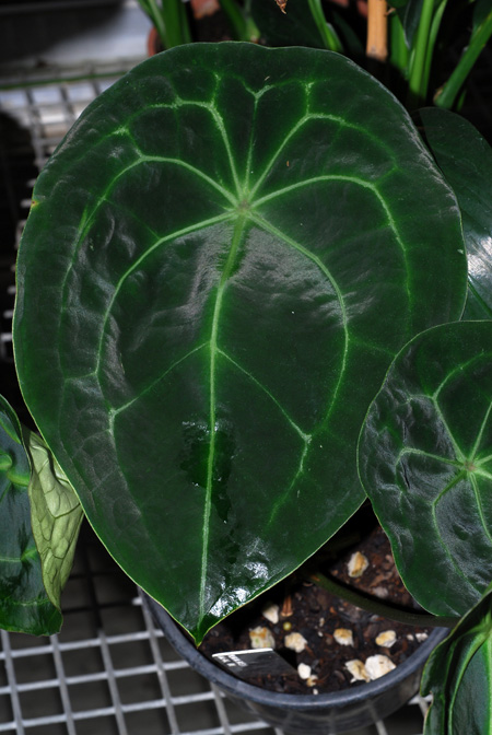 Anthurium forgetii