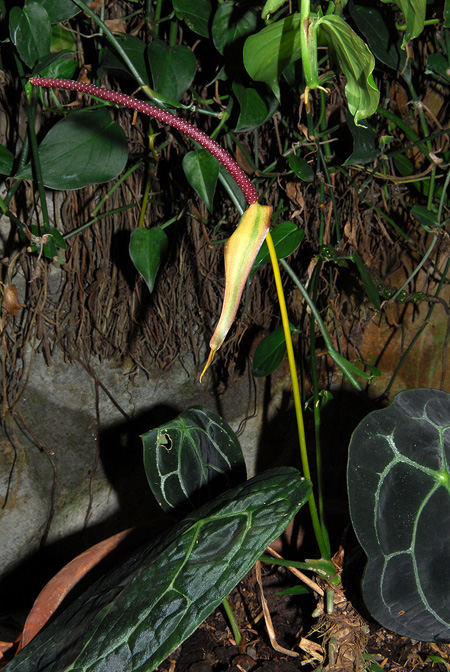 Anthurium forgetii