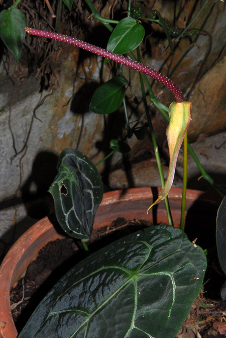 Anthurium forgetii