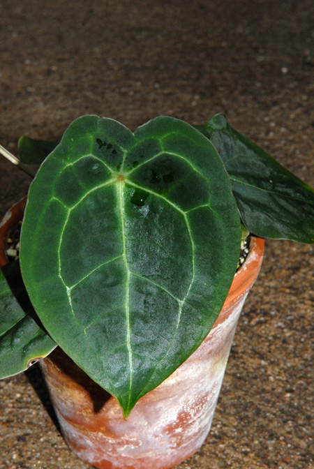Anthurium forgetii