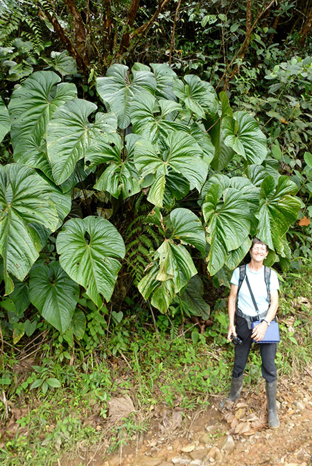 Anthurium formosum
