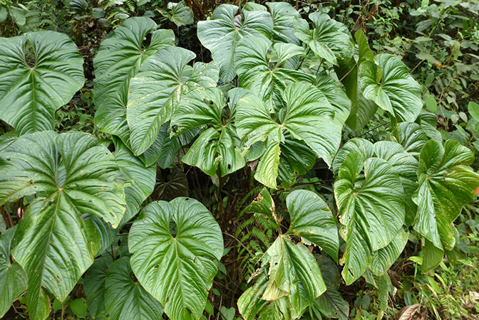 Anthurium formosum