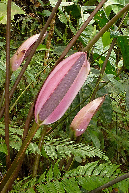 Anthurium formosum