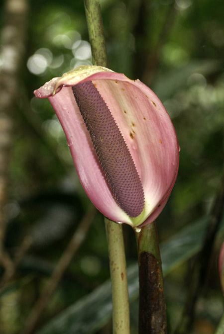 Anthurium formosum