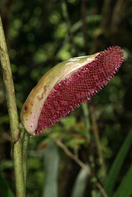 Anthurium formosum