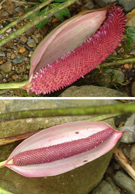Anthurium formosum