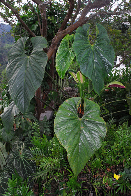 Anthurium formosum
