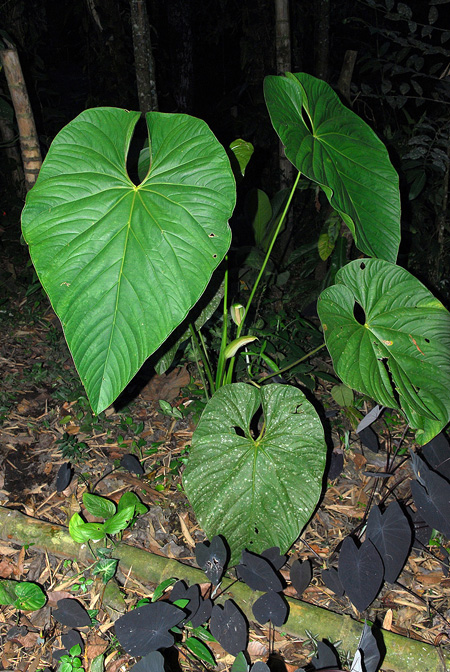 Anthurium formosum