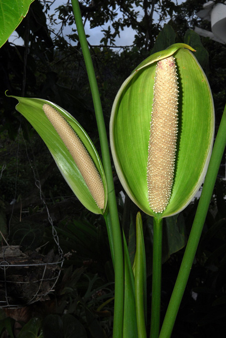 Anthurium formosum
