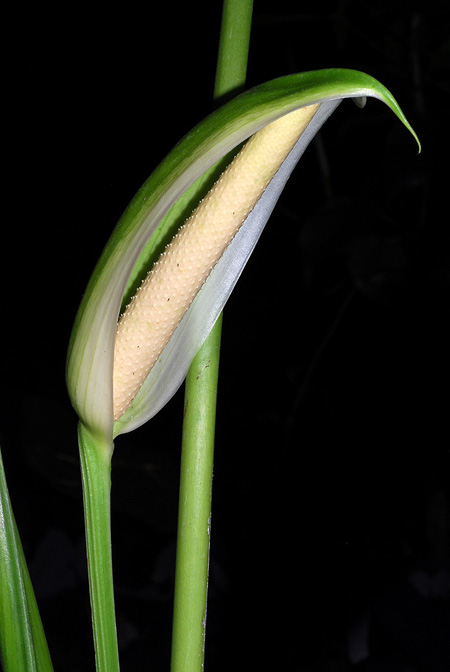 Anthurium formosum