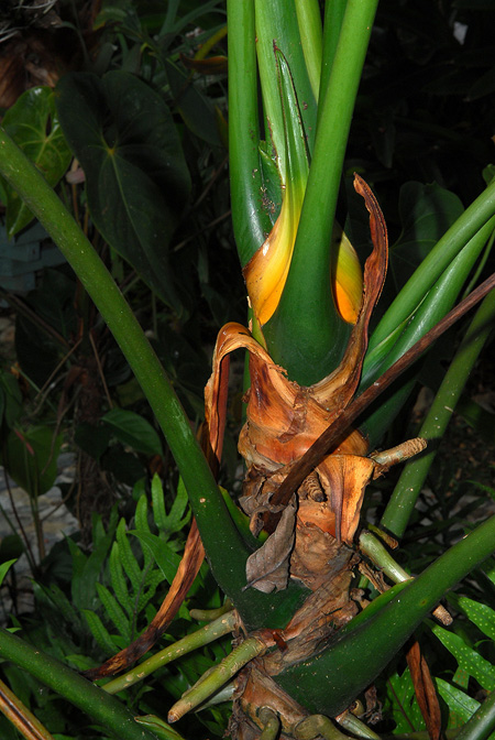 Anthurium formosum