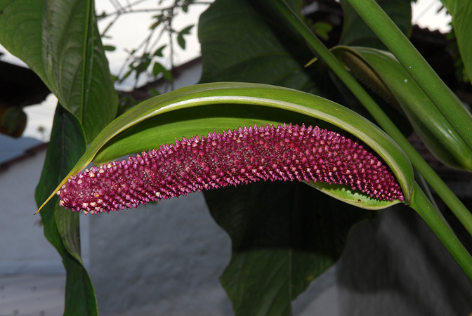 Anthurium formosum