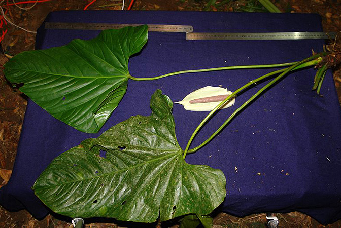 Anthurium formosum