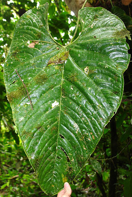 Anthurium formosum