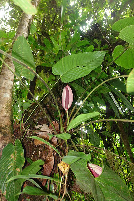 Anthurium formosum
