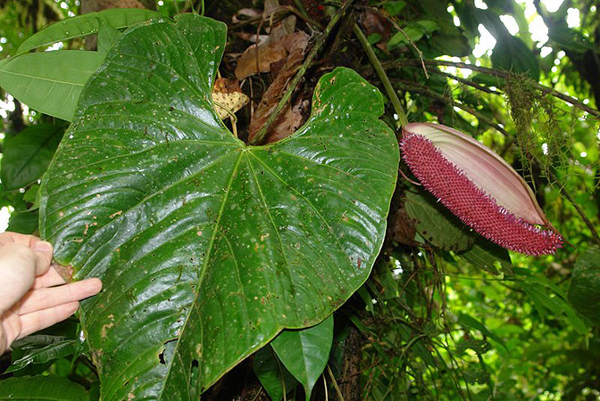 Anthurium formosum