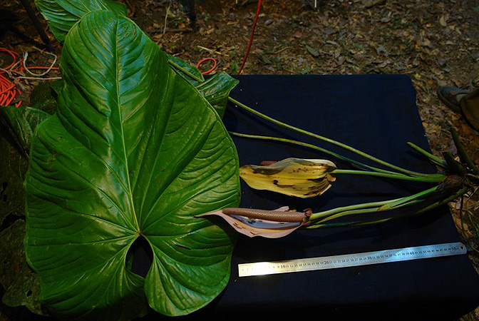 Anthurium formosum