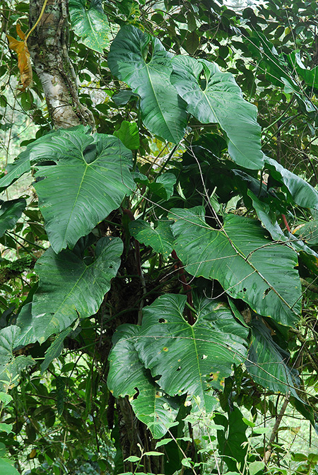 Anthurium fraudatorum