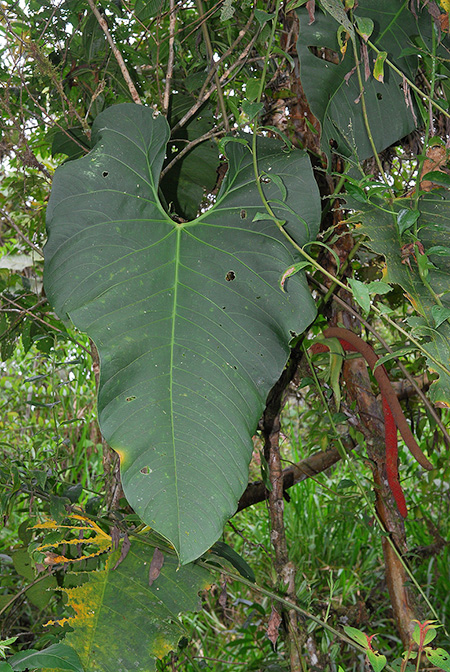 Anthurium fraudatorum