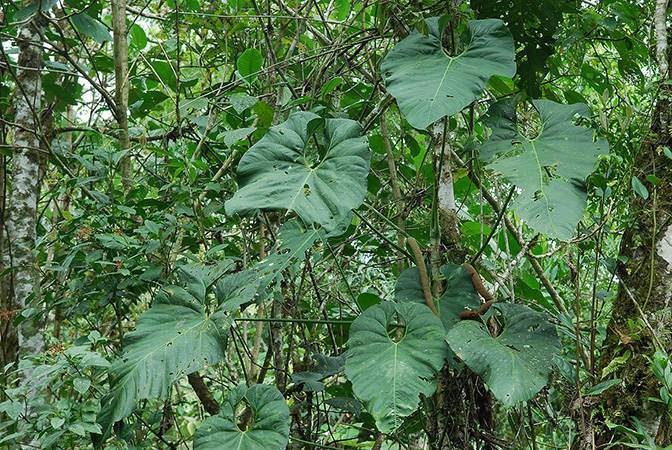 Anthurium fraudatorum