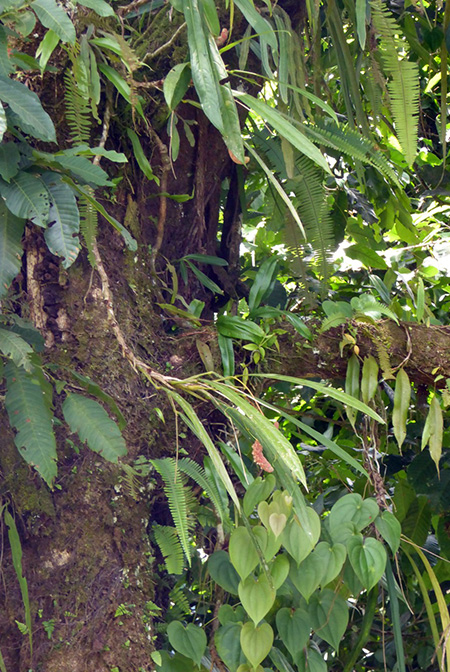 Anthurium friedrichsthalii