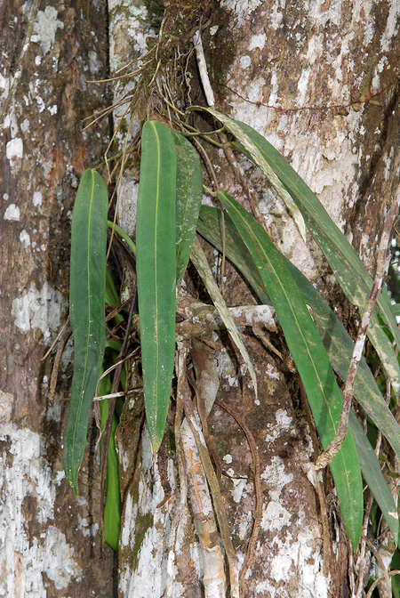 Anthurium friedrichsthalii