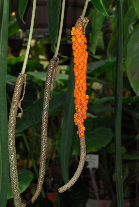 Anthurium friedrichsthalii