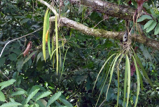 Anthurium friedrichsthalii
