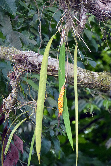 Anthurium friedrichsthalii