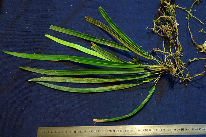 Anthurium friedrichsthalii