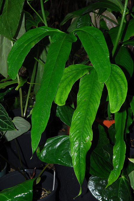 Anthurium furcatum