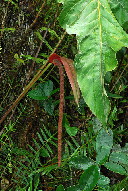 Anthurium giganteum