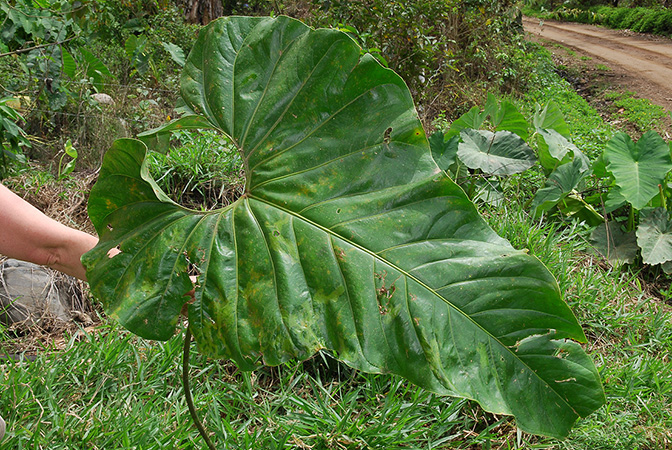Anthurium giganteum