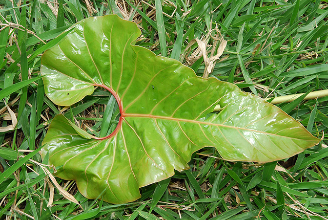 Anthurium giganteum