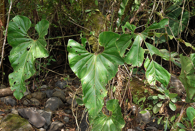 Anthurium giganteum