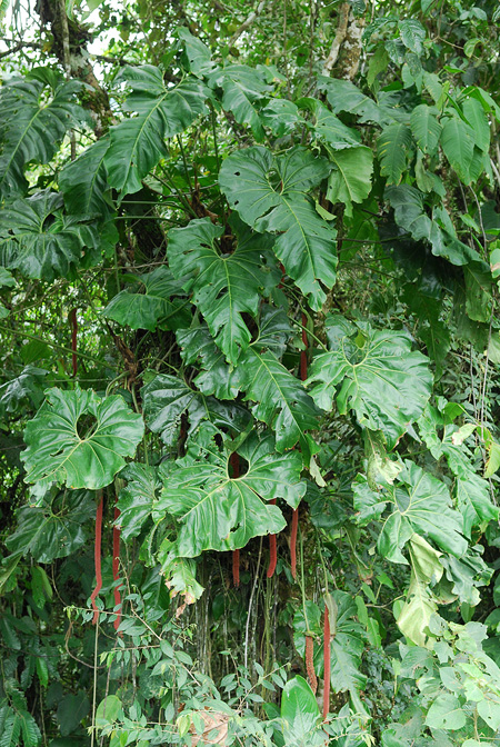 Anthurium giganteum