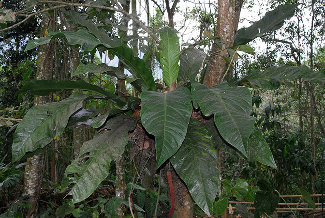 Anthurium glaucospadix