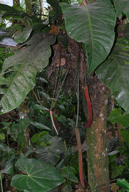Anthurium glaucospadix