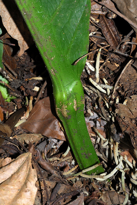 Anthurium glaucospadix