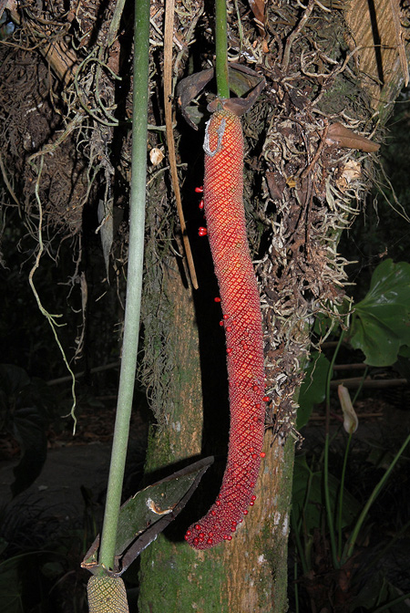 Anthurium glaucospadix