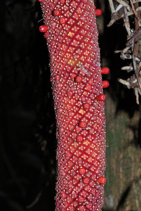 Anthurium glaucospadix